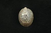 藏品(壁蜑螺)的圖片